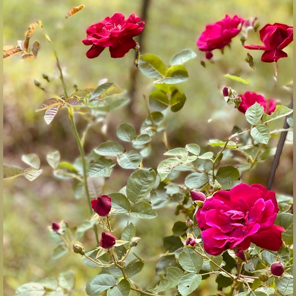 sugar scrubs gift pkg w essential oils, for mom, sis, daughter, etc, custom - Picture 4 of 16